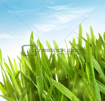Fresh wheatgrass with dew drops 