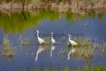 Three Snowy Egrets