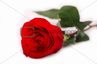 One beautiful red rose