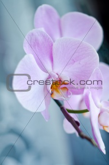 Beutiful pink orchid