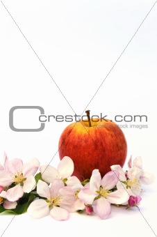 Apples and apple-tree blossoms
