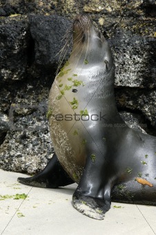 Galapagos Seals