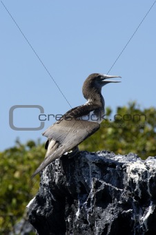 Galapagos Gannet