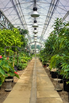 Flowers in modern greenhouse - houseplants