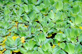 Pistia (Water cabbage) - detail