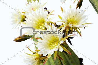 Close up of cactus flowers - Trichocereus scopulicolus