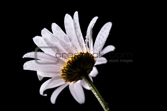 Daisy Flowers with Dewdrops