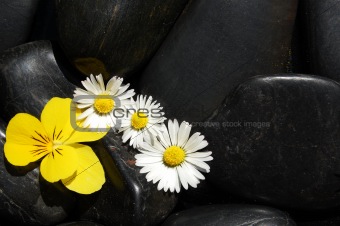 daisy flowers on black stones