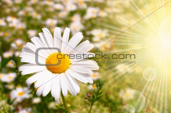 flower and sun