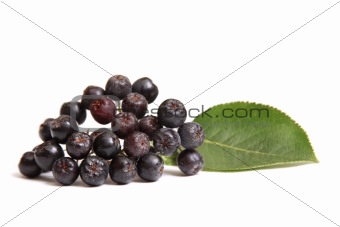 Aronia - Black Choke-berry (Aronia melanocarpa)
