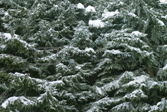 winter tree texture