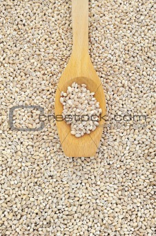 Wooden spoon and dried pearled barley
