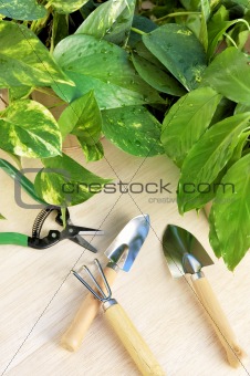 Gardening tools and houseplants - still life