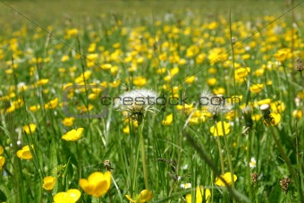 Grassland with dandelions and buttercups in summer