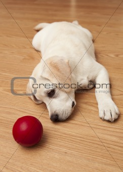 Labrador Puppy playing