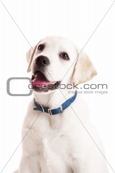 Labrador puppy