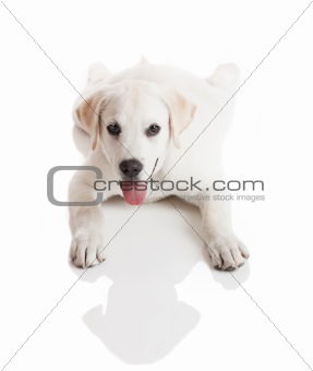 Labrador baby
