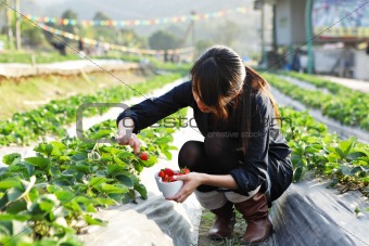 girl pick strawberry for fun in farm