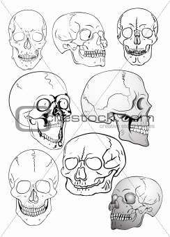 vector various skulls