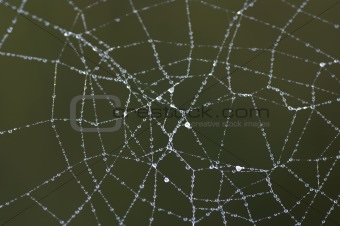 dewy cobweb