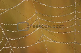 beads of dew on the cobweb