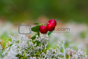 cow-berry in lichen