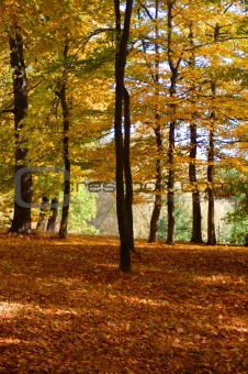 forest and garden with golden leaves at fall