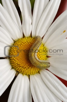 caterpillar on the English daisy