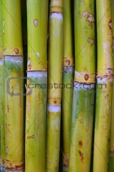 bamboo cane food sugar green trunks
