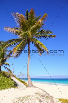 Caribbean coconut palm trees in turquoise sea