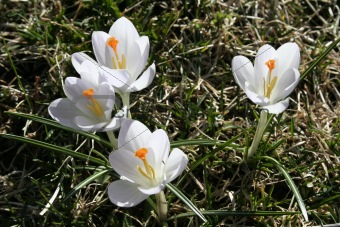 Spring flowers white crocuses
