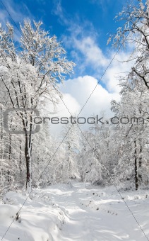 Snowbound winter earthroad