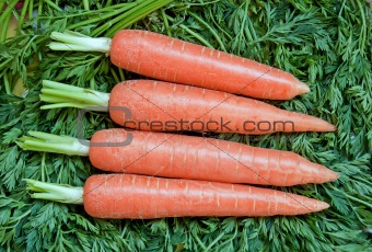 Fresh ripe raw carrot