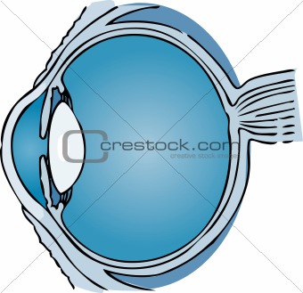 Human Eye  medical illustration