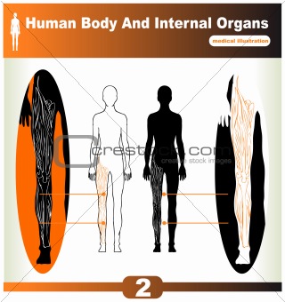 Human Body Internal Organs and muscles exposed