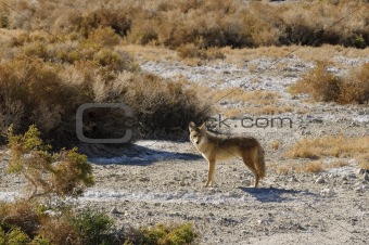 Coyotes in Death Valley