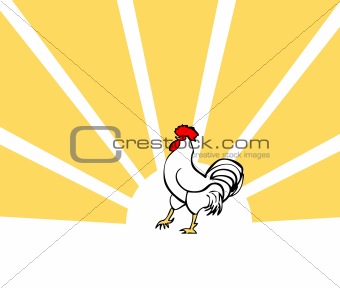 cock, vector bird card, morning poster