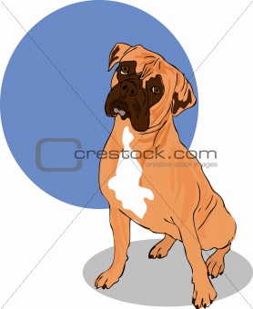 Muscular Brown, White And Black Boxer Dog  Head Facing Front