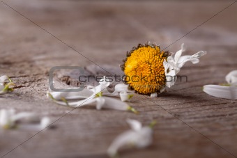 withered daisy flower