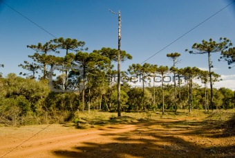 Araucaria Pine Tree