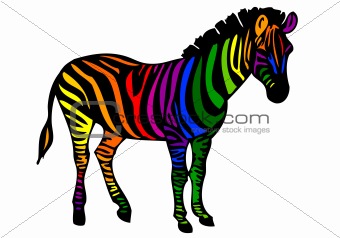 colorful zebra, vector