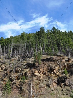 Deadwood Trees on a hill