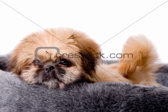 Sweet pekingese dog