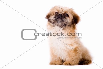 Sitting pekingese dog