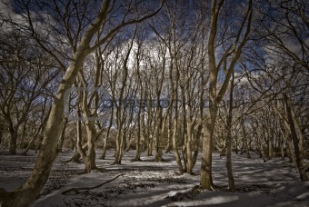 Winter beech forest
