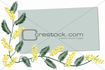 Mimosa border - Greeting card