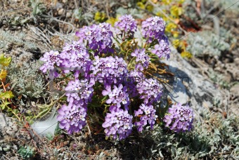little violet flowers