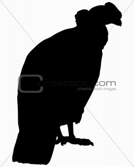 Condor Silhouette