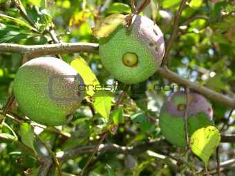 Exotic fruits on shrub with green leaves