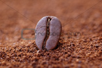 Coffee bean